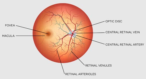 Chart Showing the Anatomy of the Eye from the retina specialist in Bridgeport, WV.